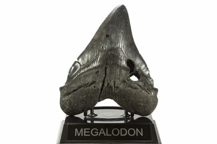 Fossil Megalodon Tooth - South Carolina #339288